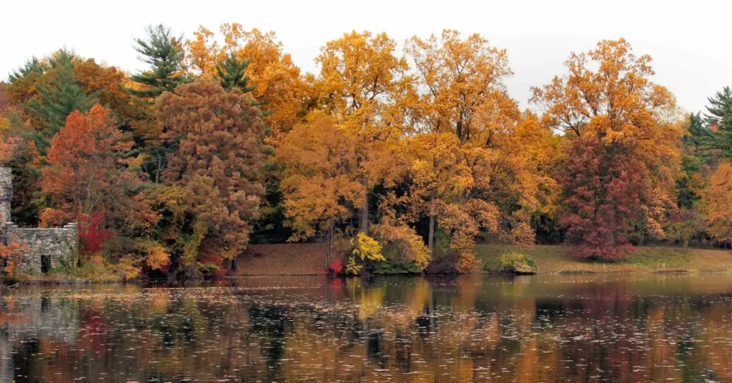 Brilliant fall foliage in oranges, golds, reds, and evergreens reflected in calm lake water with fallen leaves floating on surface and partial stone structure visible on left shore
